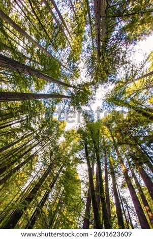 Sunlight filters through the dense canopy of towering trees in Guerneville California creating a serene atmosphere in nature.