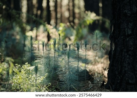 Sunlight filters through a dense forest, illuminating a cluster of delicate pine seedlings. The scene evokes a sense of new growth and the cycle of life in nature. Canary pine