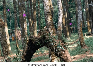 Sunlight filters through a dense pine forest with hanging purple flowers.