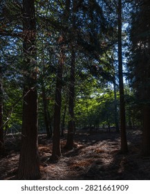 Sunlight filters through dense tree trunks onto a shadowed forest floor in central Portugal.
