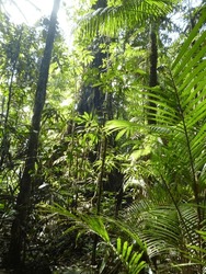 
Sunlight Filters Through The Dense Vegetation In A Tropical Rainforest.