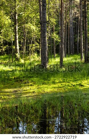 Sunlight filters through the lofty trees, illuminating a glade covered with vibrant green moss and tall grass. Still waters reflect the forest canopy, creating an ethereal scene. Copy ad text space