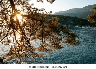 Sunlight filters through pine branches over a serene coastal landscape with mountains.