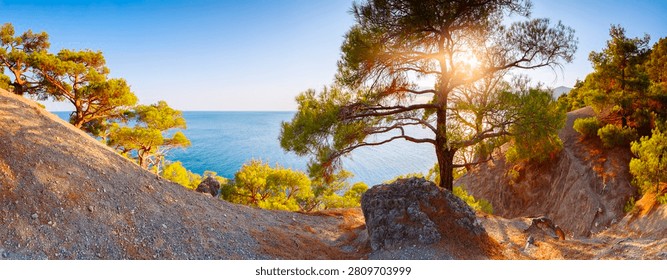 Sunlight filters through pine tree. rocky terrain leads to calm blue sea. Green bushes line the coastal slope. clear sky enhances serenity of landscape. sun reflects off water in distance.