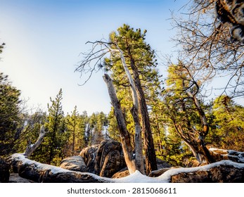 Sunlight filters through pine trees and bare branches onto snow-dusted rocks and logs in a mountain forest landscape