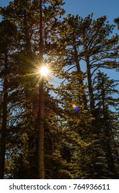 The sunlight filters through the pine trees in the forest