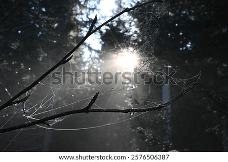 Sunlight filters through a spider web on a branch in a misty forest, creating a serene and mystical atmosphere.