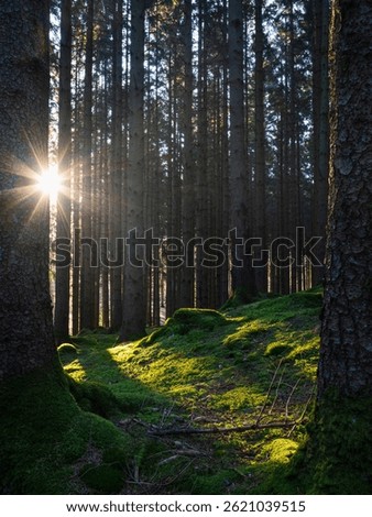 Sunlight filters through tall trees in a quiet forest in Molndal, Sweden, creating a peaceful atmosphere. Moss covers the ground, enhancing the natural beauty of the morning.