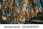 Sunlight filters through towering cypress trees as people explore the scenic trails of Alishan National Forest Recreation Area in Chiayi, Taiwan.