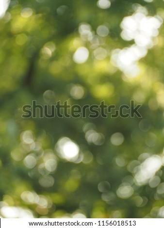 sunlight filters through the trees
