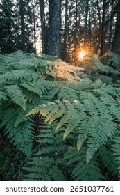 Sunlight filters through the trees, casting a warm glow over lush bracken ferns in the forest at sunset. Nature showcases its beauty as day transitions to night.