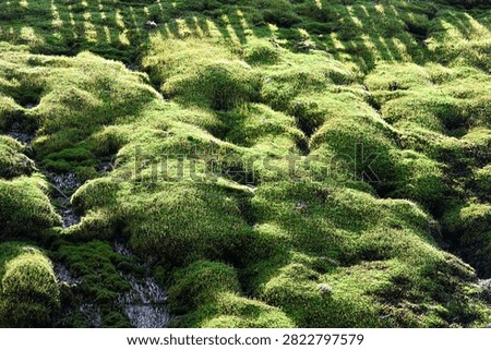 Sunlight filters through trees, casting shadows on a textured carpet of vibrant green moss growing on a rocky surface