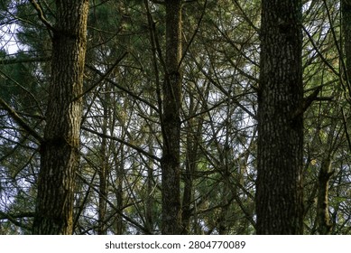 Sunlight filters through the trunks of pine trees in a dense forest setting.