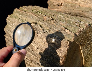 Sunlight Focused By A Converging Magnifying Glass Can Burn Tree Bark