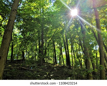 Sunlight in the Forest