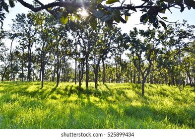 Sunlight in the Forest