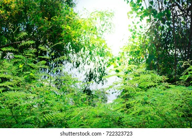 Sunlight in the forest.
