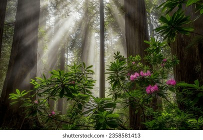Sunlight in the forest landscape. Forest sunbeams. Sunbeam forest trees. Beautiful forest sunbeam - Shutterstock ID 2358581413