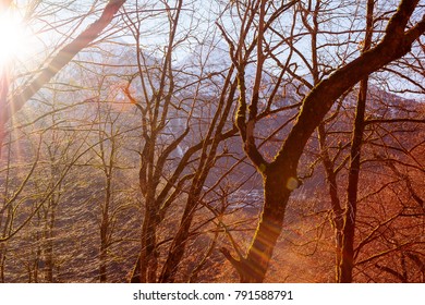sunlight in the forest through the trees