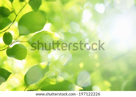 Sunlight And Fresh Green