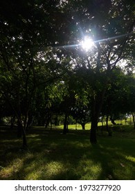 sunlight goes through the trees