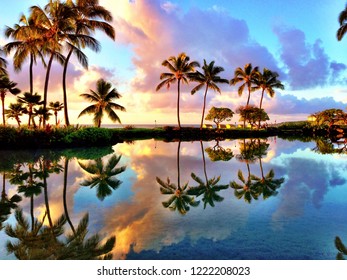 Sunlight going through palm trees in Kauai, Hawaii
