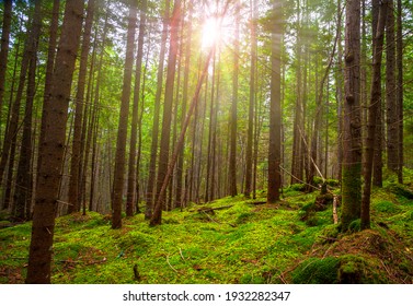 Sunlight In The Green Forest, Spring Time