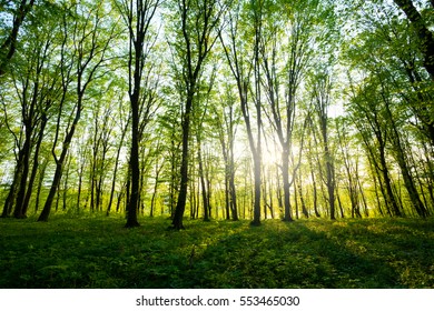 Sunlight in the green forest, spring time - Shutterstock ID 553465030