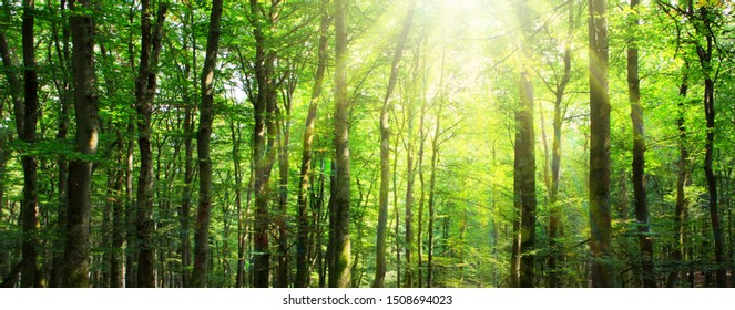 Sunlight in the green forest. Summer background.