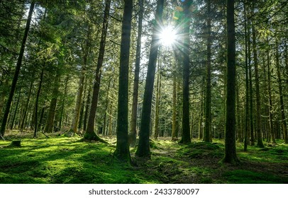 Sunlight in a green forest. Forest sunbeam. Ray of sunlight in forest green. Mossy forest sunbeam