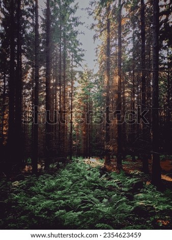 Sunlight in the green woods
