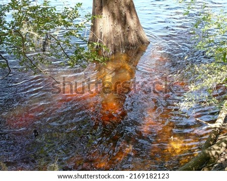 Sunlight highlights tannic acid produced from vegetation in the blackwater river surrounding a cypress tree at Hart Springs County Park, near Bell, Florida.