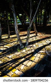The sunlight hits the tree, causing shadows
