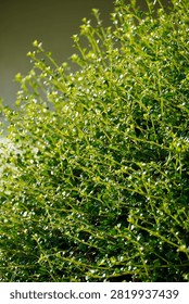 Sunlight illuminates a dense hedge, highlighting the vibrant green leaves and delicate water droplets on the branches