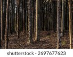 Sunlight illuminates the pale trunks of eucalyptus trees in a dense, dark forest, creating a moody, high-contrast scene of natural patterns and textures.