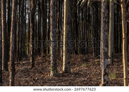 Sunlight illuminates the pale trunks of eucalyptus trees in a dense, dark forest, creating a moody, high-contrast scene of natural patterns and textures.