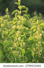 Sunlight illuminates tiny yellow blossoms nestled amongst vibrant green leaves, glistening with fresh morning dew