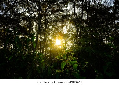 Sunlight in the jungle