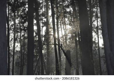 sunlight leaking through the trees