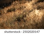 Sunlight light streams through summer foliage in the San Bernardino Mountains.