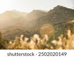 Sunlight light streams through summer foliage in the San Bernardino Mountains.