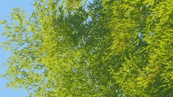 Sunlight On The Bamboo Garden With Beautiful Blue Sky. Treetop Of Bamboo On Vivid Blue Sky. Still.