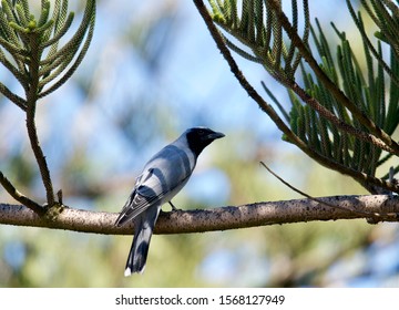 Sunlight On A Black Faced Cuckoo Shrike On A Norfolk Pine Branch With Blue Green Blurred Background 