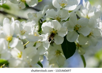 Sunlight on branch with appleblossom on appletree in spring on the green backround with bee