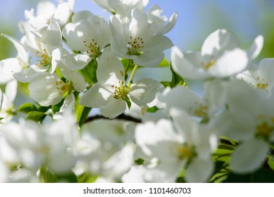 Sunlight on branch with appleblossom on appletree in spring on the green backround - horizontal