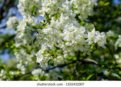 Sunlight on branch with appleblossom on appletree in spring on the green backround - horizontal
