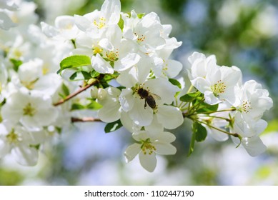 Sunlight on branch with appleblossom on appletree in spring on the green backround with bee