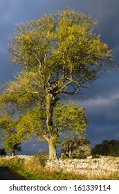 Sunlight on a dales Ash tree - Shutterstock ID 161339114