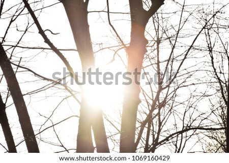 sunlight on a evening behind trees