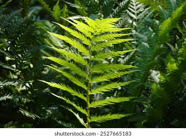 Sunlight on fresh green fern leaf - Powered by Shutterstock